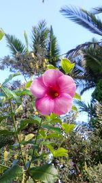 Close-up of pink hibiscus flower