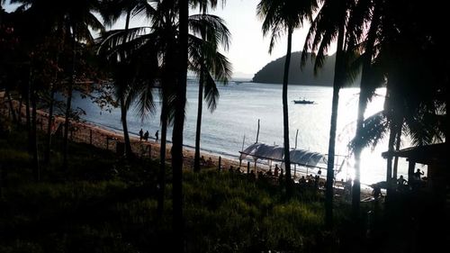 Palm trees on beach