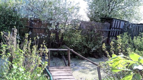 Footbridge over trees in forest