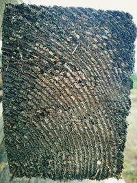 Close-up of tree trunk on field