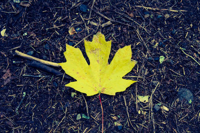 High angle view of yellow maple leaf on land