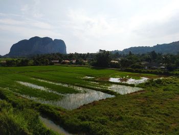 Scenic view of field against sky