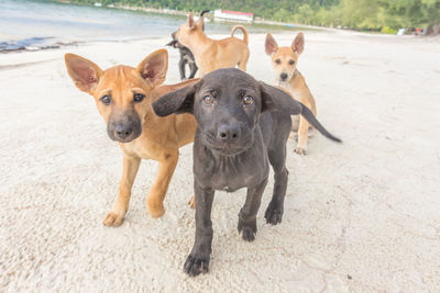 Portrait of dogs on beach