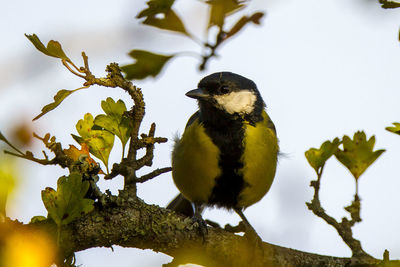 Low angle view of bird perching on branch