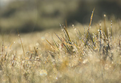 Close-up of dew on grass