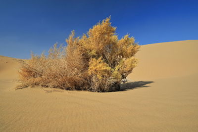 1206 unknown yellowish autumnal dry shrub-badain jaran desert-clear blue sky. inner mongolia-china.