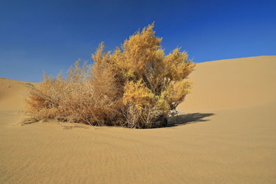 1206 unknown yellowish autumnal dry shrub-badain jaran desert-clear blue sky. inner mongolia-china.