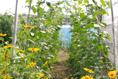 Close-up of yellow flowers