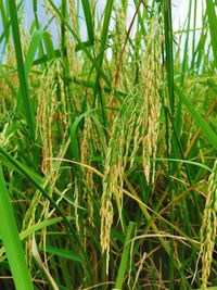 Close-up of crops growing on field