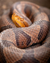 Close-up of lizard