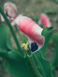 Close-up of pink rose flower