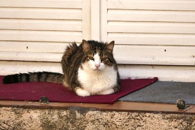 Portrait of cat sitting on wood