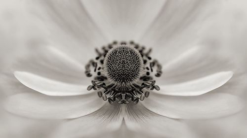 Extreme close-up of flower pollen