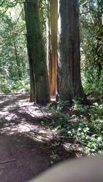 Trees in forest
