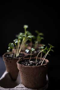 Close-up of garden vegetable sprouts beginning indoors by a window