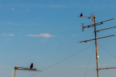 Low angle view of birds perching on cable