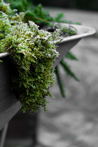 Close-up of fresh green plant