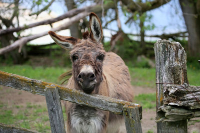 Close-up portrait of horse on wooden post on field