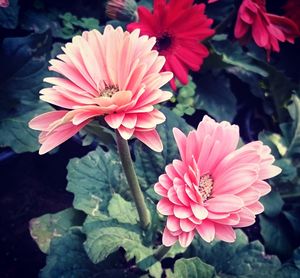 Close-up of wet pink flowers blooming outdoors