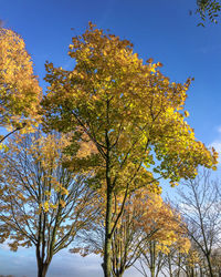 Low angle view of tree against sky