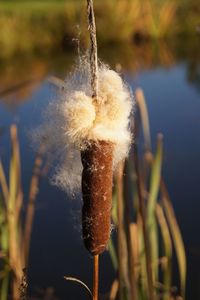 Close-up of plant against blurred background