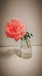 Close-up of rose flower vase on table