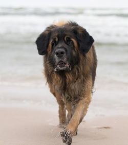 Portrait of dog on beach