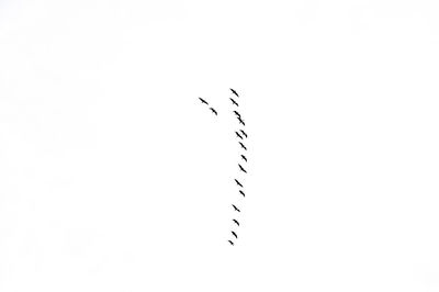 Birds flying in sky