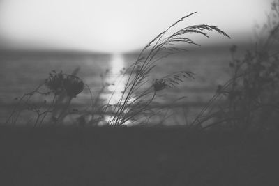 Close-up of plants against sky during sunset