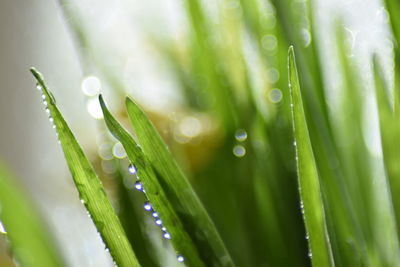 Close-up of wet plant during rainy season