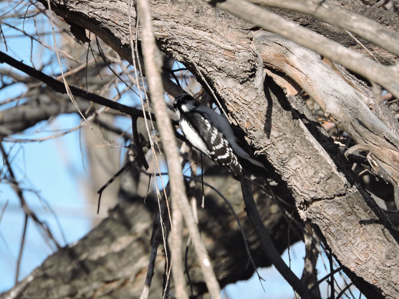 LOW ANGLE VIEW OF BARE TREE AGAINST PLANTS