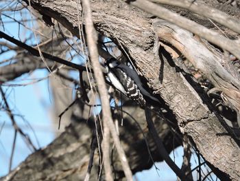 Low angle view of bare trees