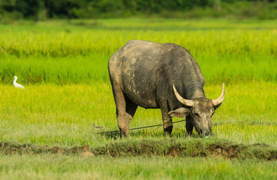 Horse grazing on field