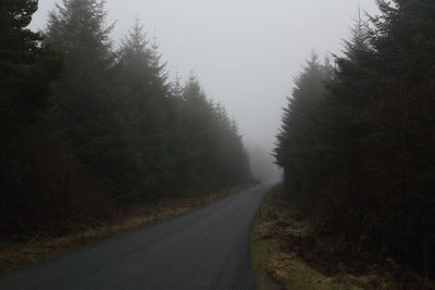 Road in forest