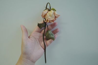 Cropped image of hand holding wilted rose flower against white wall