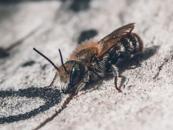 Close-up of bee