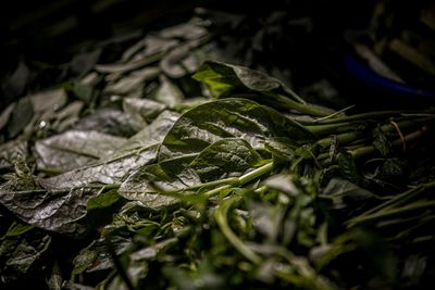 Close-up of fresh green leaves