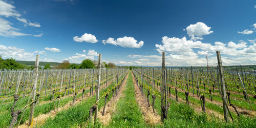 Scenic view of vineyard against sky