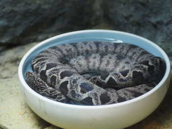 Close-up of snake in bowl