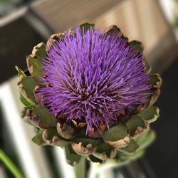 Close-up of purple thistle blooming outdoors