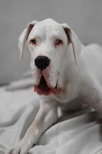 Close-up portrait of dog