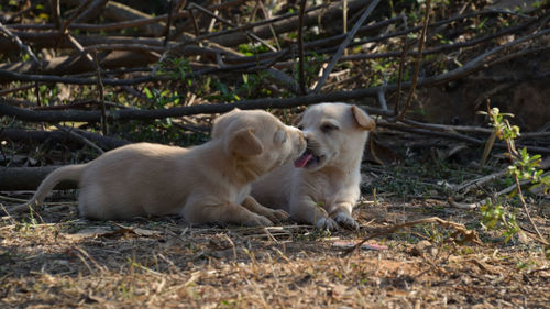 Dog playing in grass