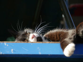 Close-up of cat sleeping