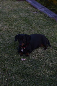 Dog lying on grassy field