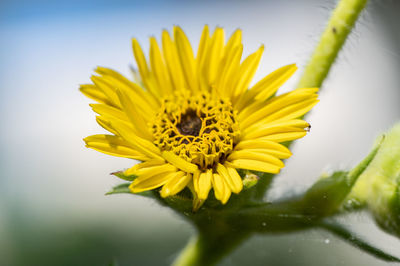 Close-up of insect on yellow flower