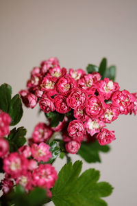 Close-up of pink roses against white background