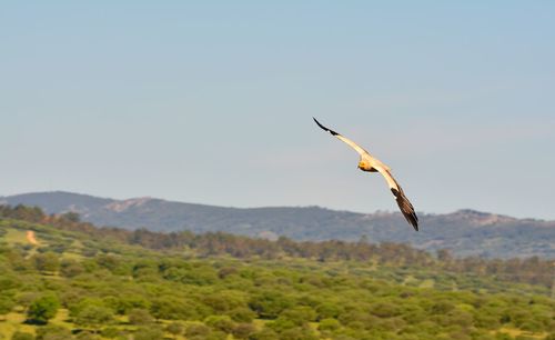 Bird flying in the sky