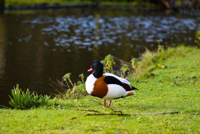 Duck in lake