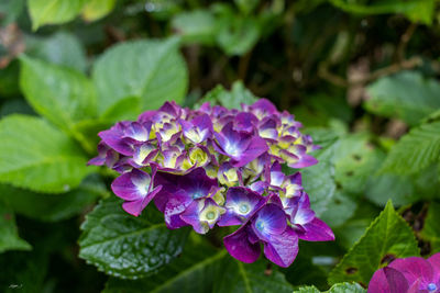 Close-up of purple flowering plant