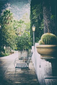 Empty bench by plants in park